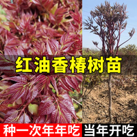 香椿苗红油香椿树苗香春树的树苗新鲜盆地栽食用香春芽树香椿树苖