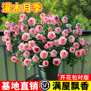 月季 花卉带花苞特大花卉爬藤小苗室内外阳台盆栽蔷薇玫瑰 花苗四季
