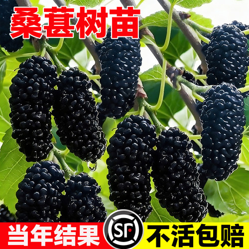 台湾无籽大十桑葚树苗地栽盆栽