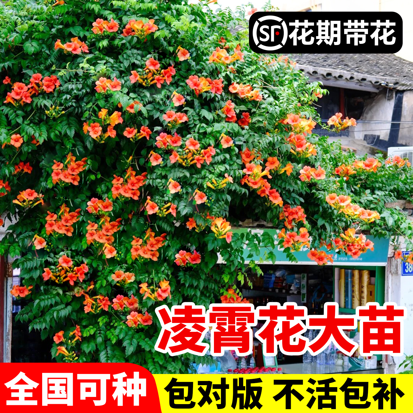 凌霄花树苗爬藤耐寒耐热多季开