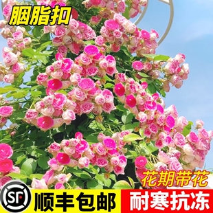 胭脂扣蔷薇花苗藤本月季特大花庭院爬藤植物阳台花卉盆栽多季开花