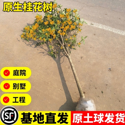 桂花树苗地栽盆栽四季桂