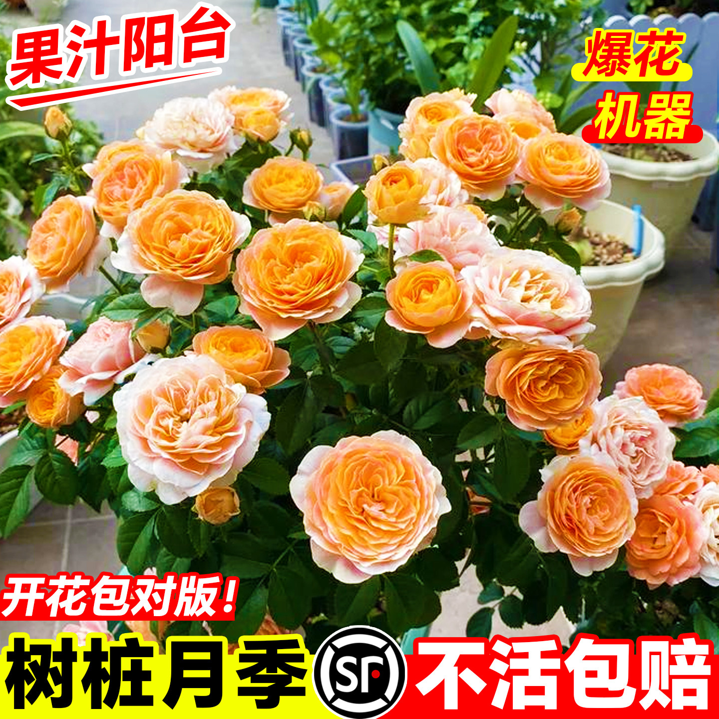 树桩月季特大花庭院植物嫁接花苗树状棒棒糖月季树苗盆栽玫瑰花卉