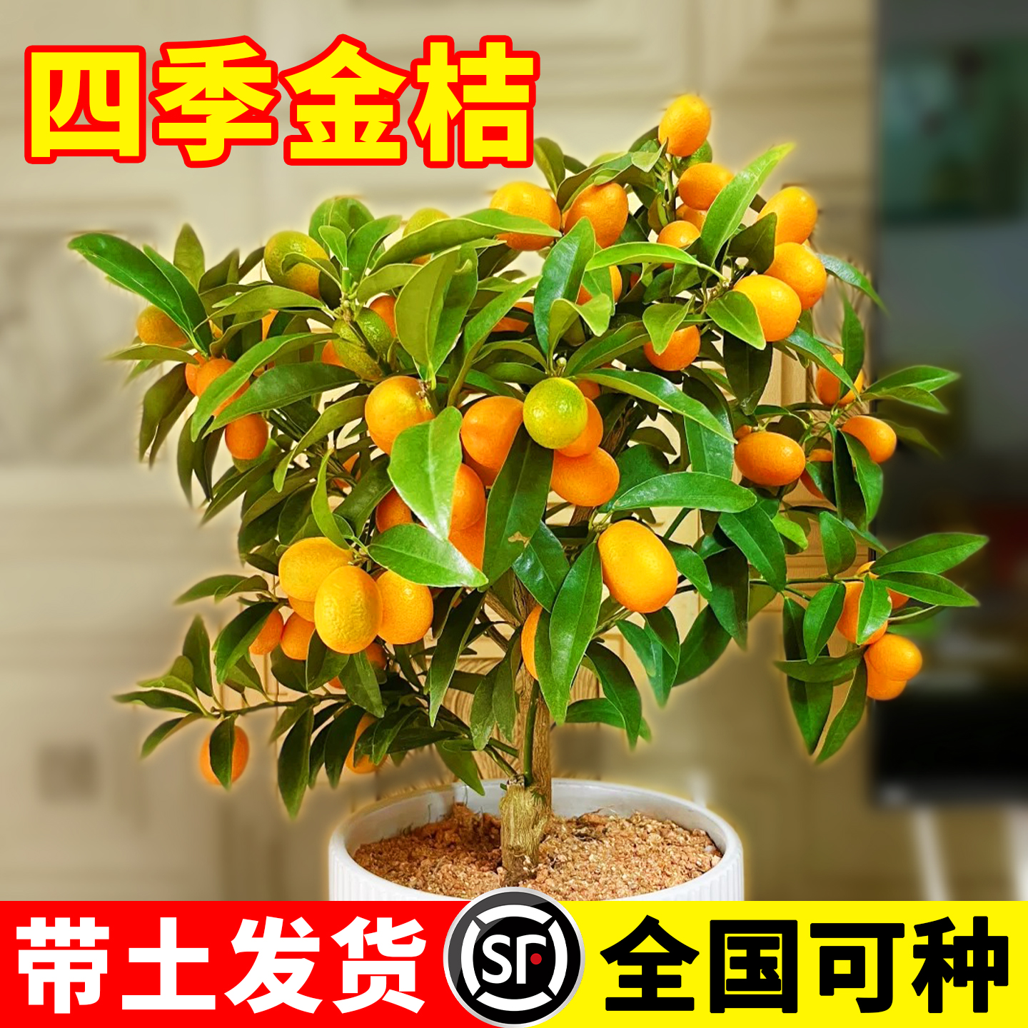金桔树苗盆栽带果植物室内好养