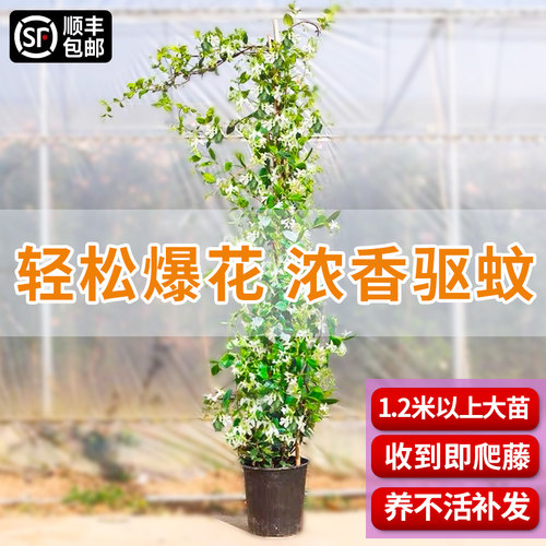 风车茉莉爬藤植物庭院植物