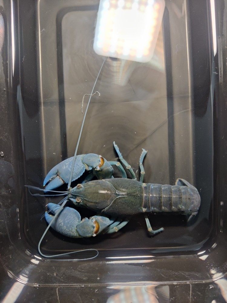 观赏鳌虾 淡水虾 新手虾 原生鳌虾串人工天空蓝魔鳌虾  杂交鳌虾