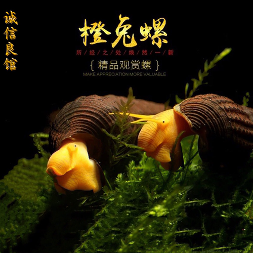 橙兔螺观赏螺工具螺清鱼缸除藻兔子螺活物鲜活清洁螺活的可爱宠物