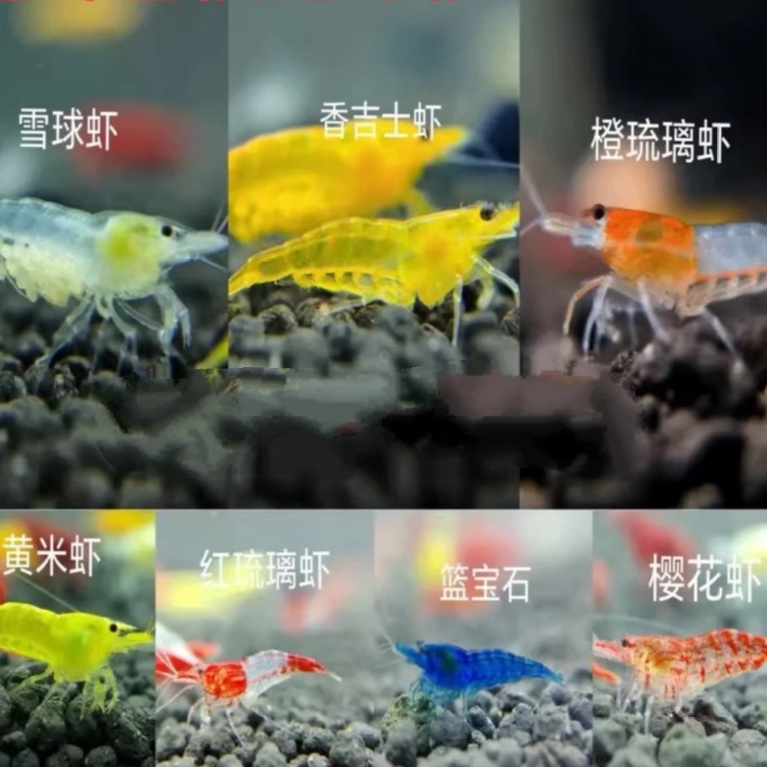 除藻七彩观赏虾黑壳虾好养耐活米虾