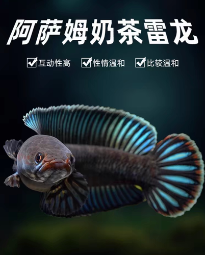 阿萨姆奶茶雷龙鱼观赏鱼七彩酒红火背血斑幻蓝凶猛黄金眼镜蛇巴卡