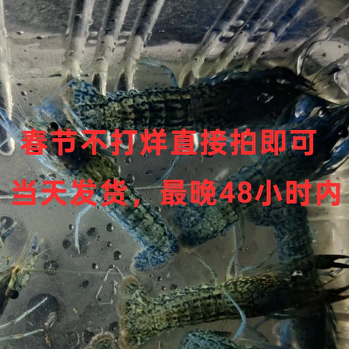 单性繁殖龙纹螯虾新手