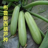 角瓜种籽抗病毒 高产 耐寒 翠绿 布鲁斯 油亮 西葫芦种子