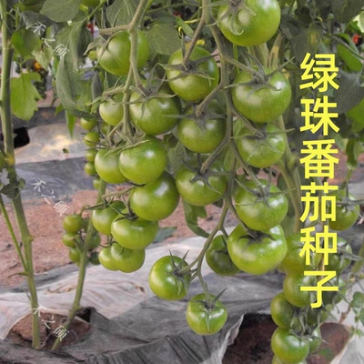 绿珠番茄种子产量高口感好