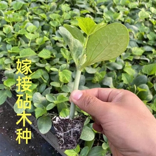南瓜砧木黄瓜砧木种子 白南瓜种籽 黄瓜甜瓜西瓜嫁接专用 亮砧1号