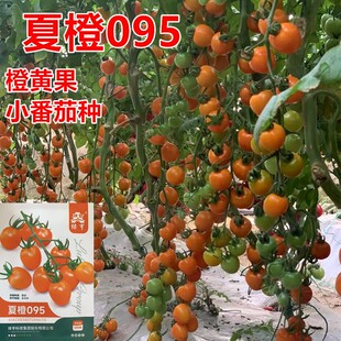 夏橙095番茄种橙黄色沙糯香甜春秋露地大棚高档番茄种短椭圆包邮