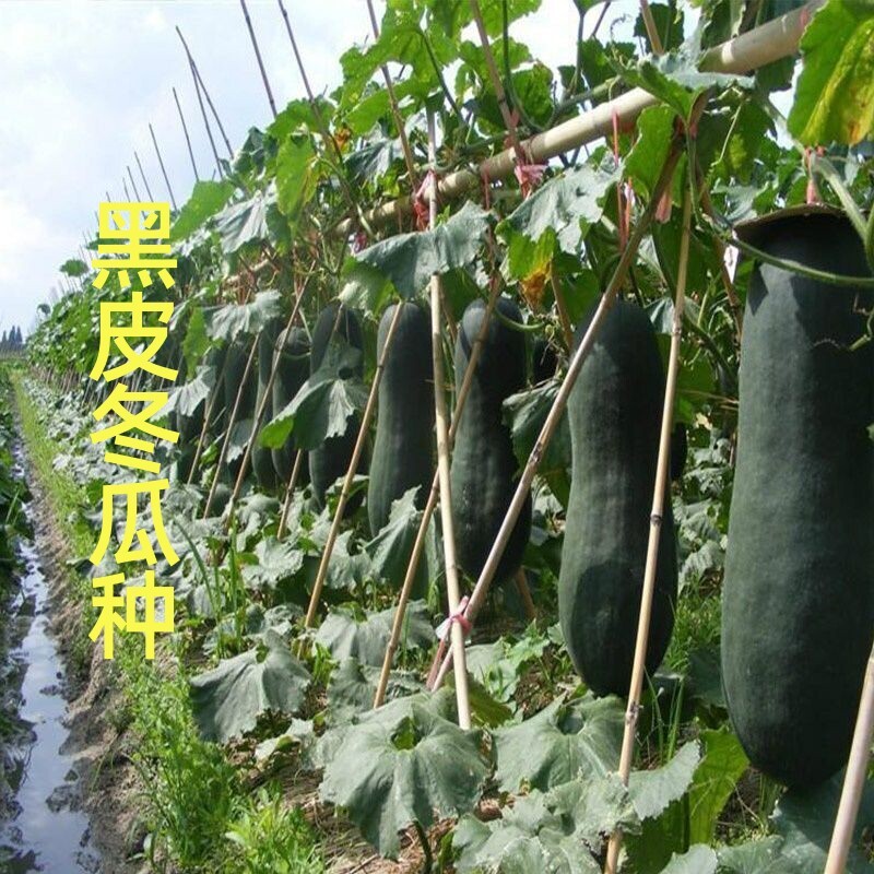 广东冬瓜种子黑皮冬瓜特大