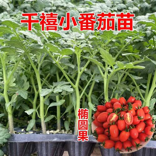 精品番茄苗大粉千禧草莓齐全