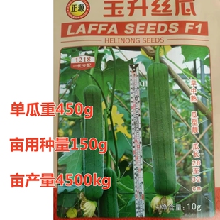 玉升丝瓜种子杂交青皮硬果青瓜四季可种侧蔓结蔬菜种籽