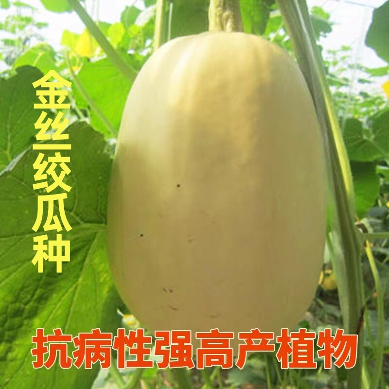 金丝绞瓜种子蔬菜种籽凉拌热炒均可天然粉丝瓜高产早熟香甜脆南瓜