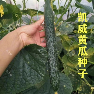 凯威黄瓜种子绿肉全雌油亮青瓜种籽包邮抗病高产量