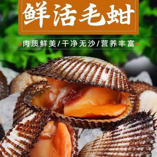 鲜活毛蛤蜊新鲜大蛤蜊现捕现发野生毛蚶非血蛤鲜活小海鲜贝类水产