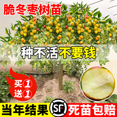 枣树沾化冬枣大枣超甜南北方种植