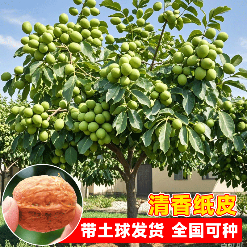 嫁接核桃树苗地栽薄皮8518