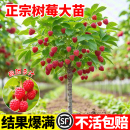 树莓苗覆盆子果树苗当年结果盆栽阳台地栽庭院南北方种植耐寒 双季