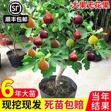 无花果树果苗盆栽水果苗耐寒特大波姬红南北方阳台种植地栽当年结