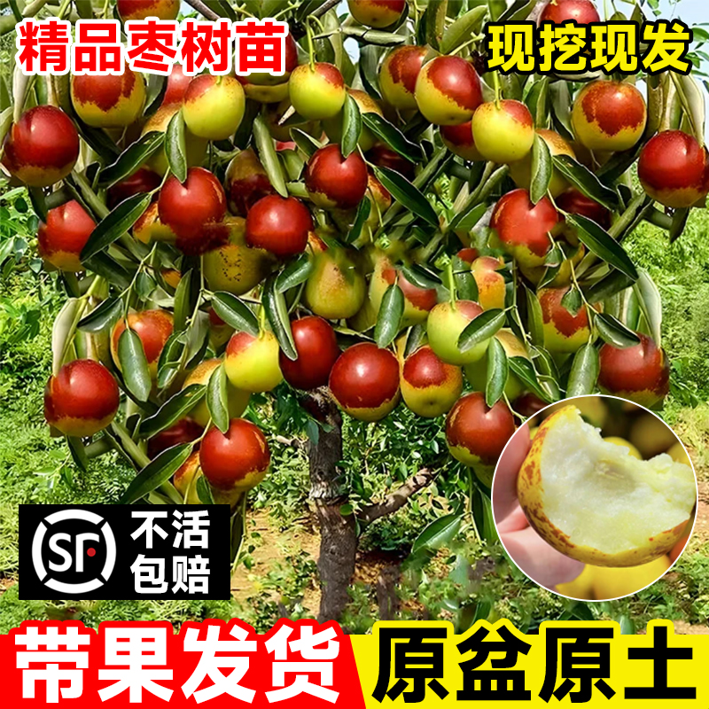 沾化冬枣南北方种植庭院水果树苗