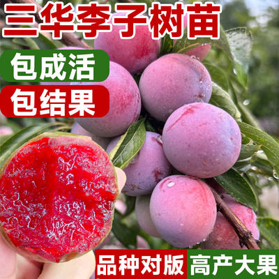 新品种三华李子树苗红心特大嫁接蜂糖李北南方种植水果树果苗大全