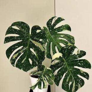 洒金龟背竹白龟黄龟热带锦化植物网红花卉客厅大堂绿植进口盆栽花