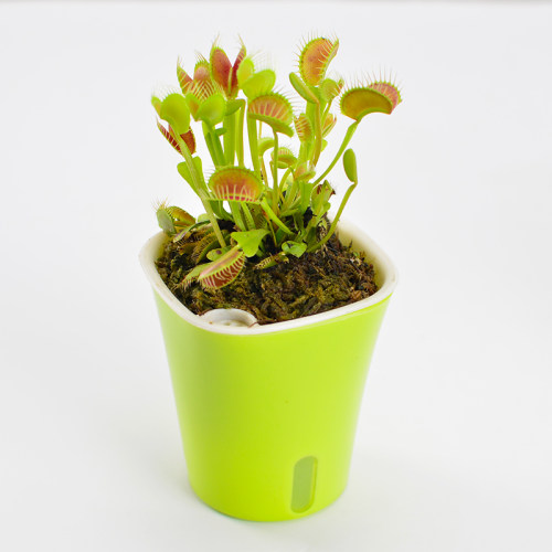 花市捕蝇草价格 花市捕蝇草图片 星期三