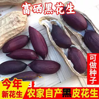 当季新货富硒黑花生带壳今年自然晒干大粒黑花生种子籽干果零食