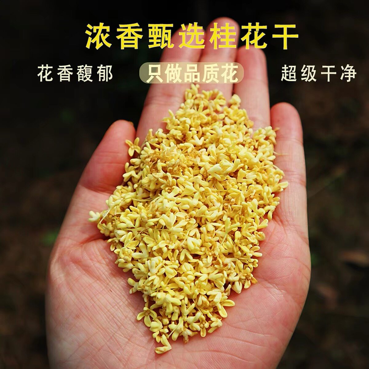 新鲜干桂花可食用烘焙广西