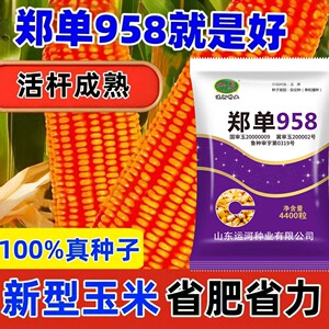国审郑单958玉米种子活杆成熟100%真种子新型玉米省肥省力