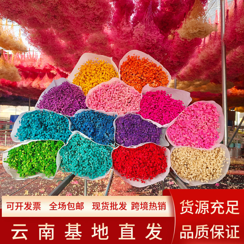 云南永生花满天星工厂直供永生满天星批发满天星批发diy真花干花