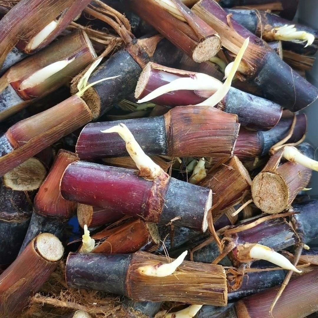 【正宗巴西红象草】皇竹草高产牧草种节耐寒巨菌草无毛甜象草种节