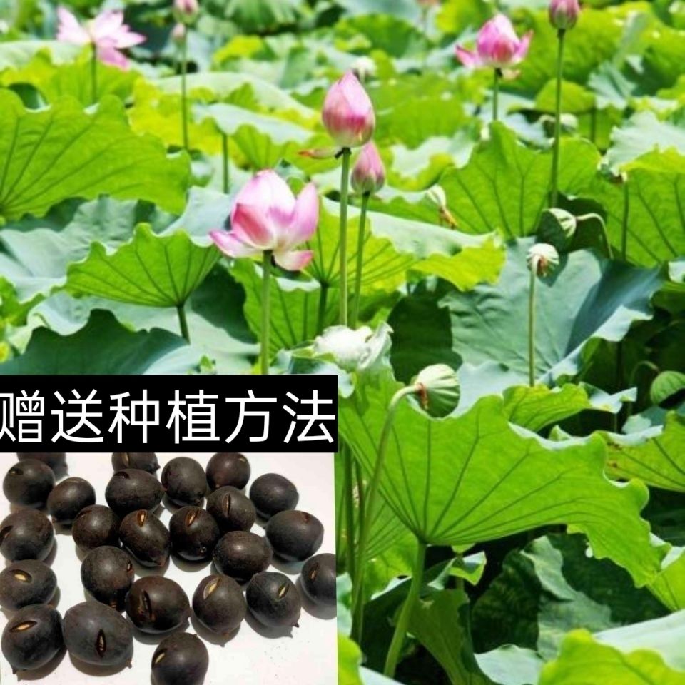 莲子种高产荷花种子莲藕苗种池塘荷花种籽观赏莲花莲蓬种深水种植