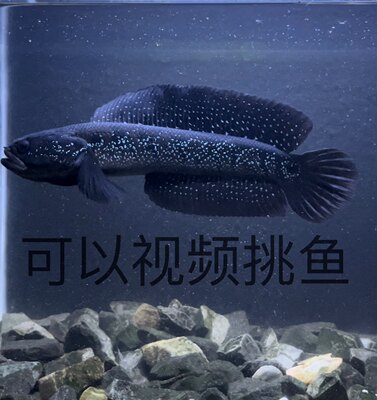 七星雷龙鱼黑月鳢国产巴卡