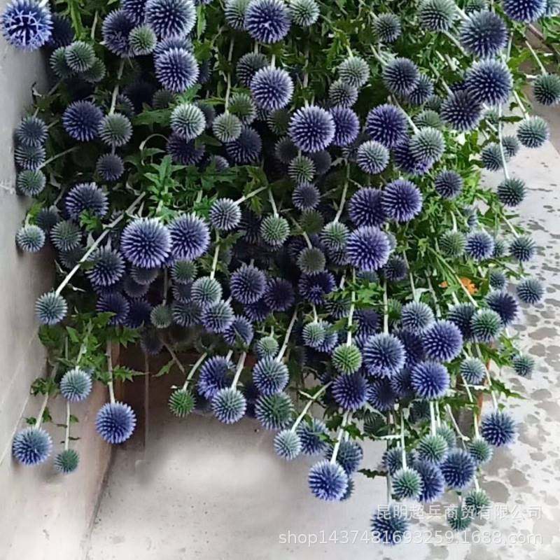 【干花蓝星球】北欧风蓝刺芹家居装饰蓝星球刺果干花花束摄影道具