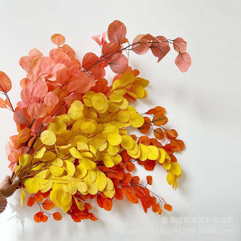 【永生花色圆叶桉】永生花保鲜花漂白苹果叶尤加利叶花色秋色满塘