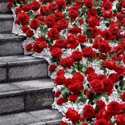 制作锡纸红美康冰川瀑布玫瑰展柜