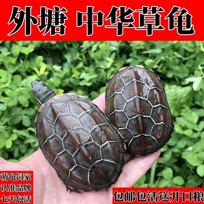外塘纯种中华草龟安徽黑腹金线观赏水龟情侣招财墨龟宠物小龟活物