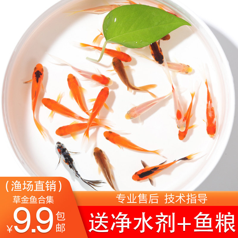 草金鱼锦鲤活体活鱼观赏鱼冷水鱼淡水鱼小型鱼苗红锦鲫鱼花草金鱼