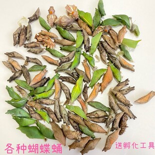 蝴蝶蛹可孵化认主小宠物室内自然科普昆虫活柑橘凤蝶玉带美凤直销