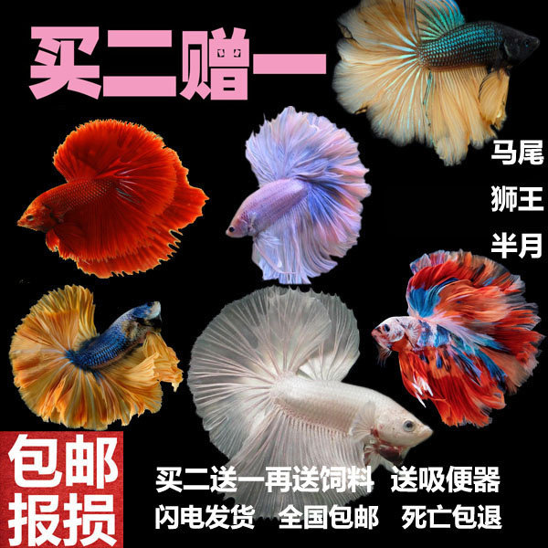 斗鱼观赏鱼婚纱鱼泰国斗鱼马尾狮王半月母斗鱼热带鱼活体宠物淡水
