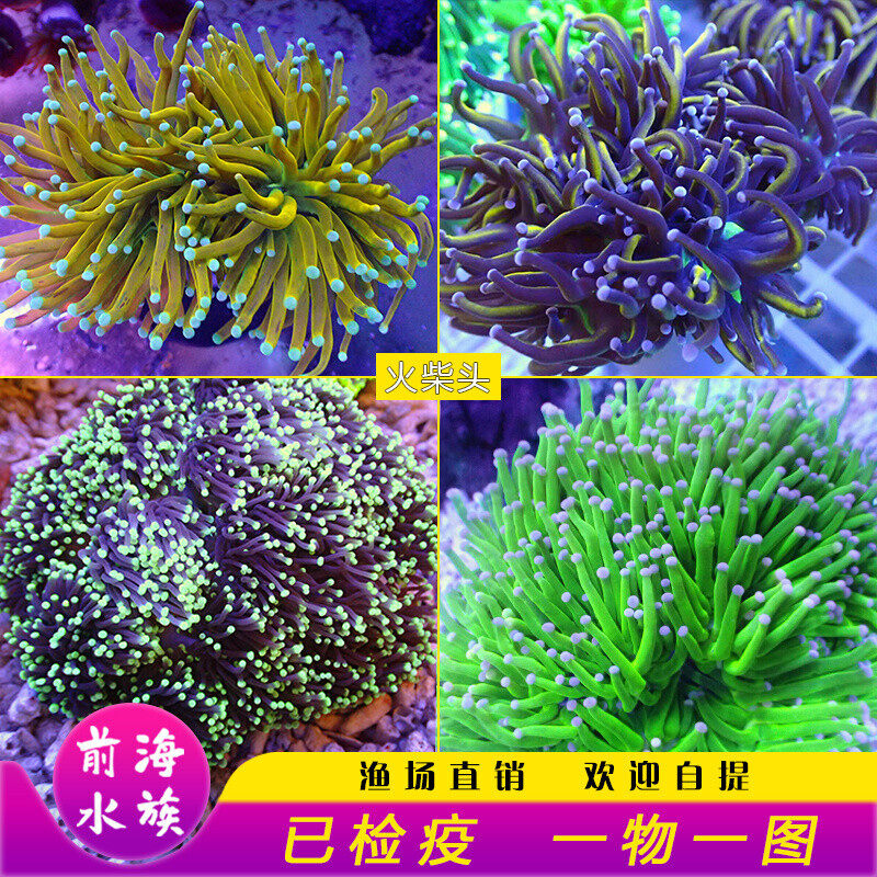 火柴头珊瑚沙巴越南澳洲印尼金火柴头大集合珊瑚活体火炬圣杯珊瑚