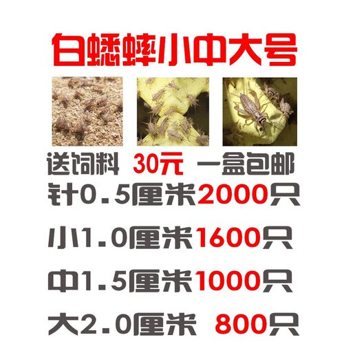 蛐蛐 蟋蟀活物 白蛐蛐 活体饲料 鱼鸟爬虫鸟食马蜂活食包邮包活