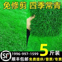 草坪草籽四季常青免修剪耐熱綠化