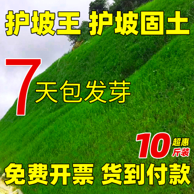 护坡草籽四季常青护坡固土耐寒旱
